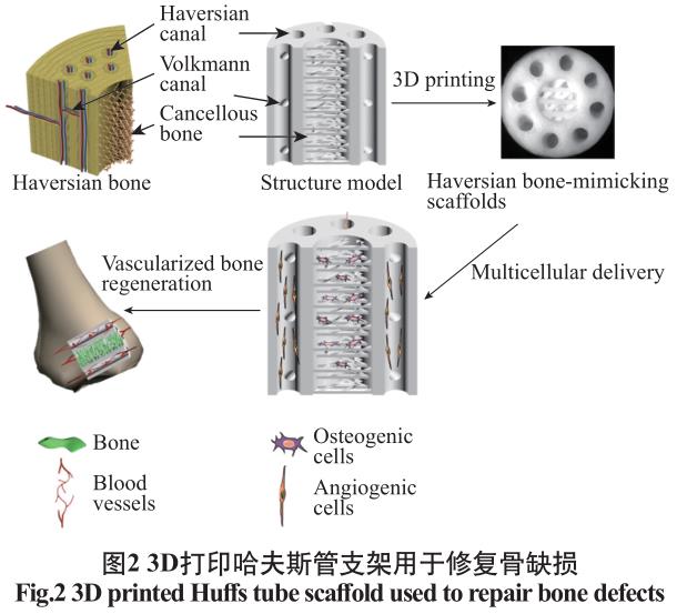 數字光處理生物3D打印技術在醫(yī)學上的應用發(fā)展